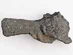 Planohybodus grossiconus cartilage Fossile du jurassique Boulonnais